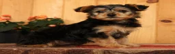 Yorkiepoo dogs for sale: Max - Ad 1