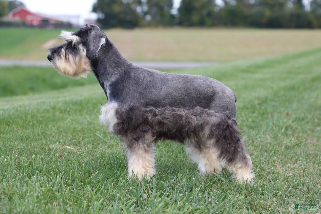 Miniature Schnauzer dogs for sale: Anna - Ad 2