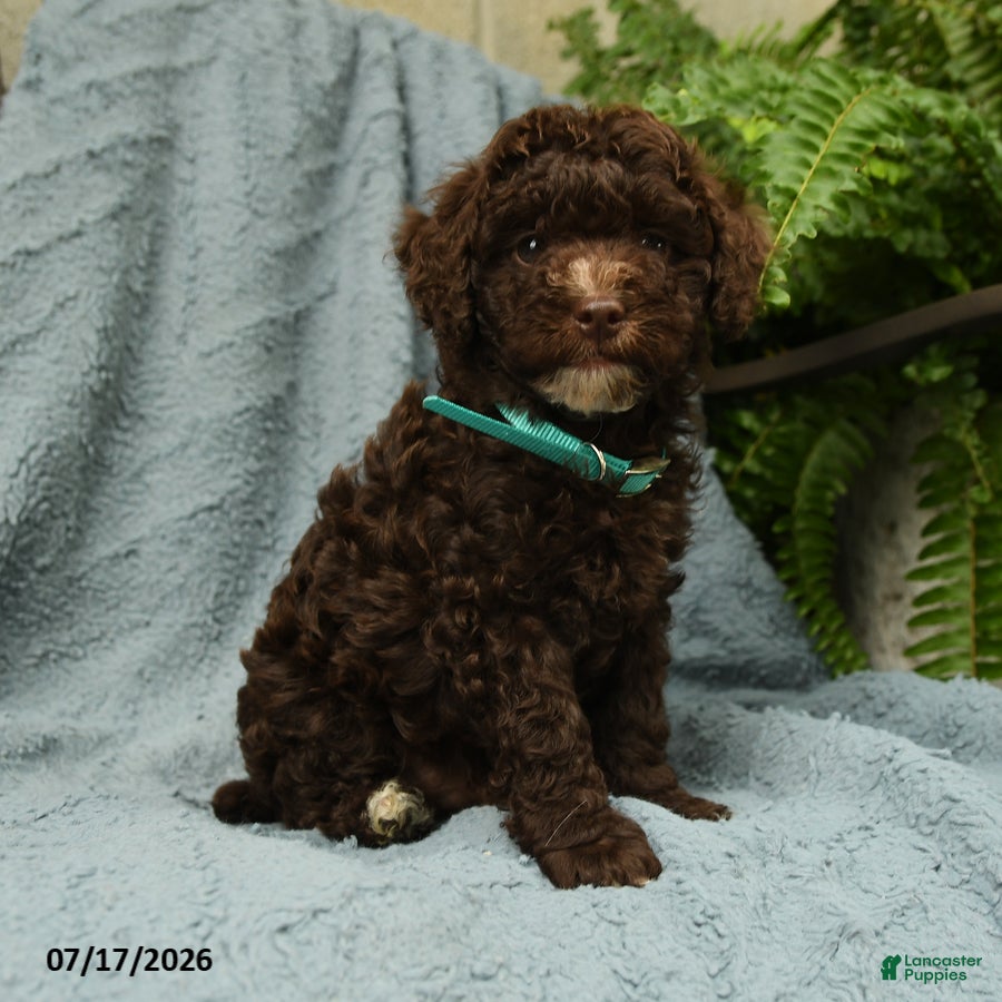 Toy Poodle dogs Jeremy - Ad 2