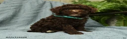 Toy Poodle dogs for sale: Jeremy - Ad 5