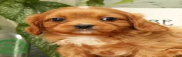 Cavapoo dogs for sale: Bentley - Ad 9