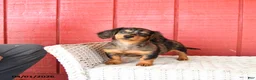 Miniature Dachshund dogs for sale: Trixie - Ad 3