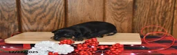 Miniature Pinscher dogs for sale: Annie - Ad 9