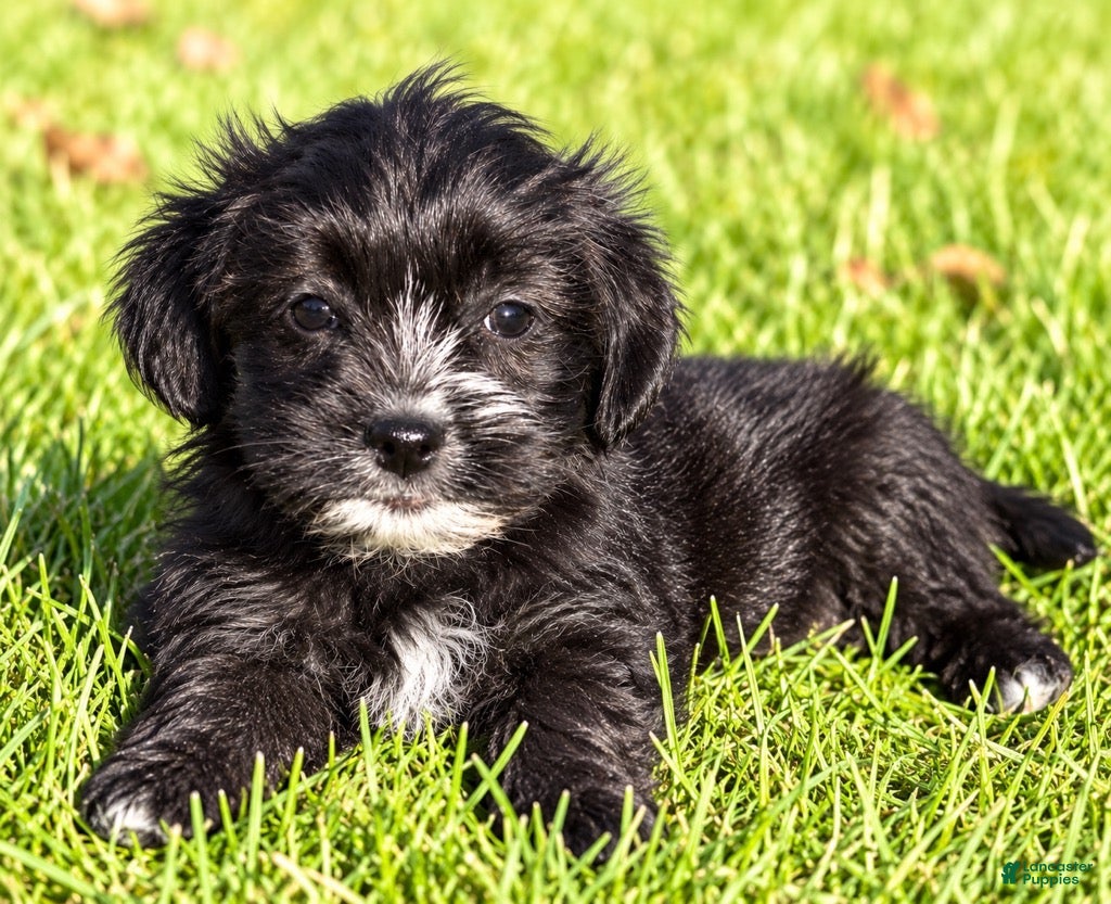 Shihpoo dogs Benji - Ad 2