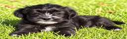 Shihpoo dogs for sale: Benji - Ad 2