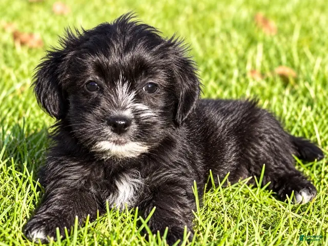 Shihpoo dogs Benji - Ad 2