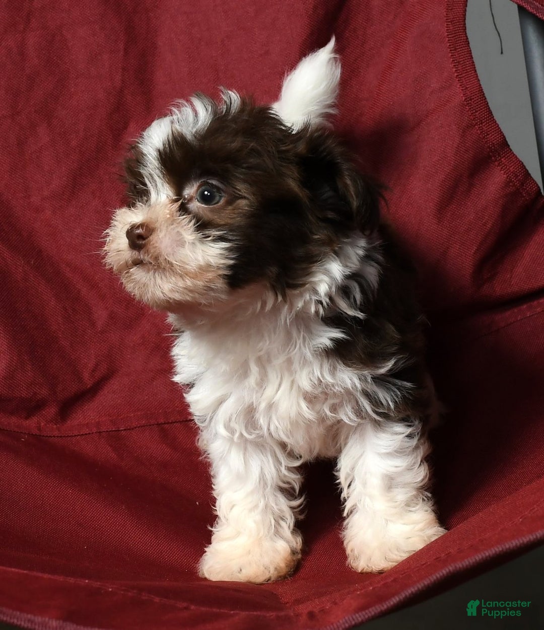 Havanese dogs for sale: Fritz - Ad 8
