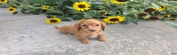 Miniature Dachshund dogs for sale: Hope - Ad 6