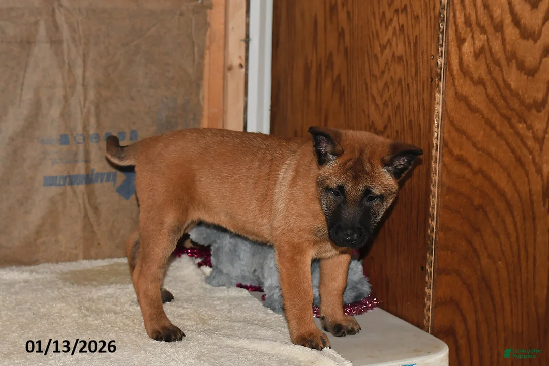 Belgian Malinois dogs for sale: Ivy - Ad 4