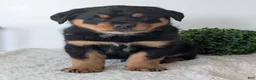 Mixed Breed dogs for sale: Tank - Ad 6