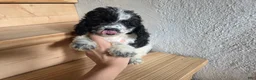 Cockapoo dogs for sale: Rocky  - Ad 3