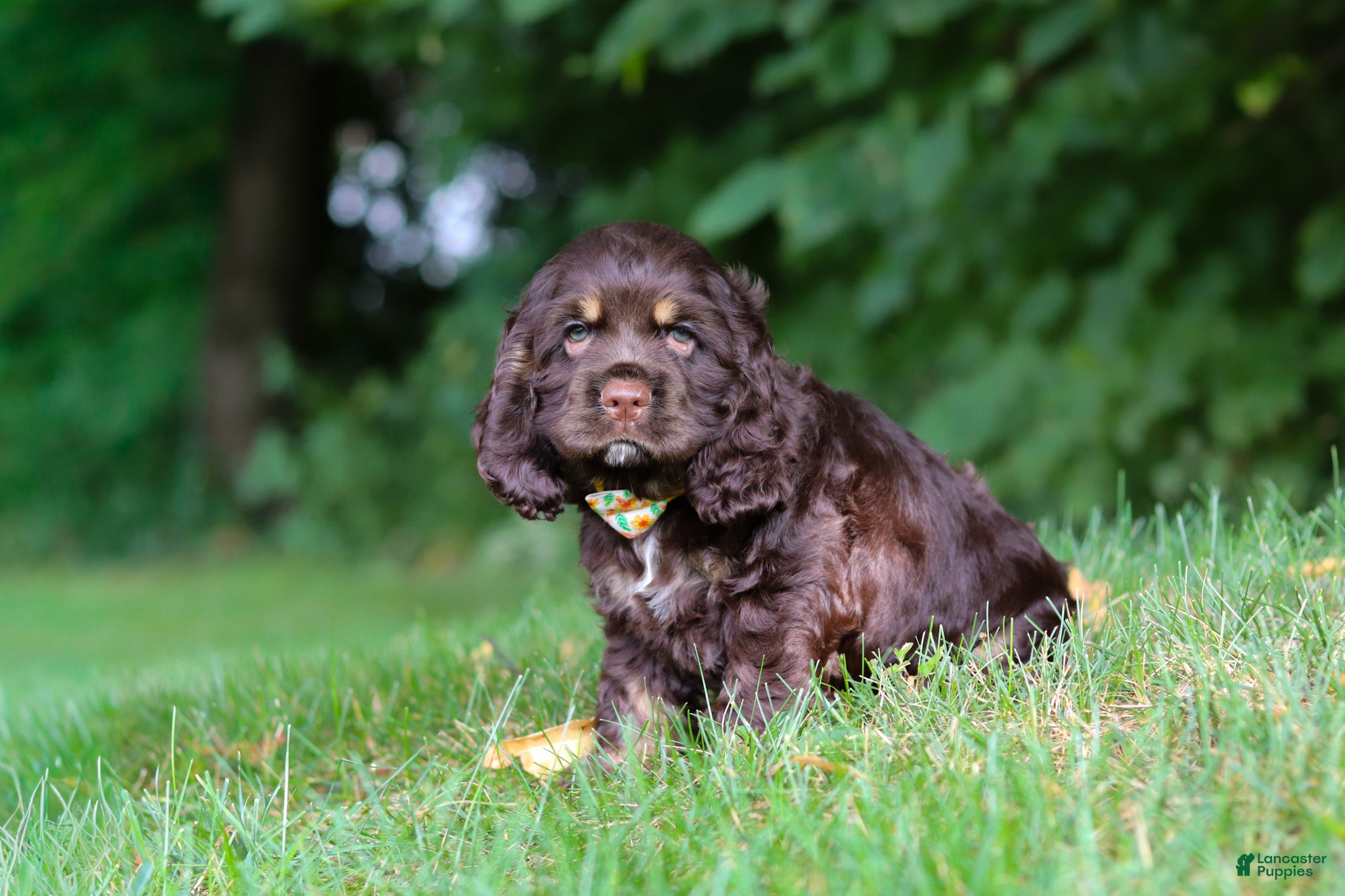 Cocker Spaniel dogs Lincoln - Ad 2