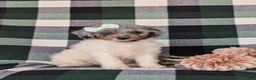 Mini Bernedoodle dogs for sale: Genna Hypoallergenic - Ad 3