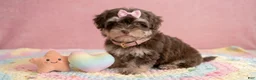 Maltipoo dogs for sale: BABY - Ad 5