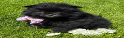 Pomeranian dogs for sale: Minx - Ad 3