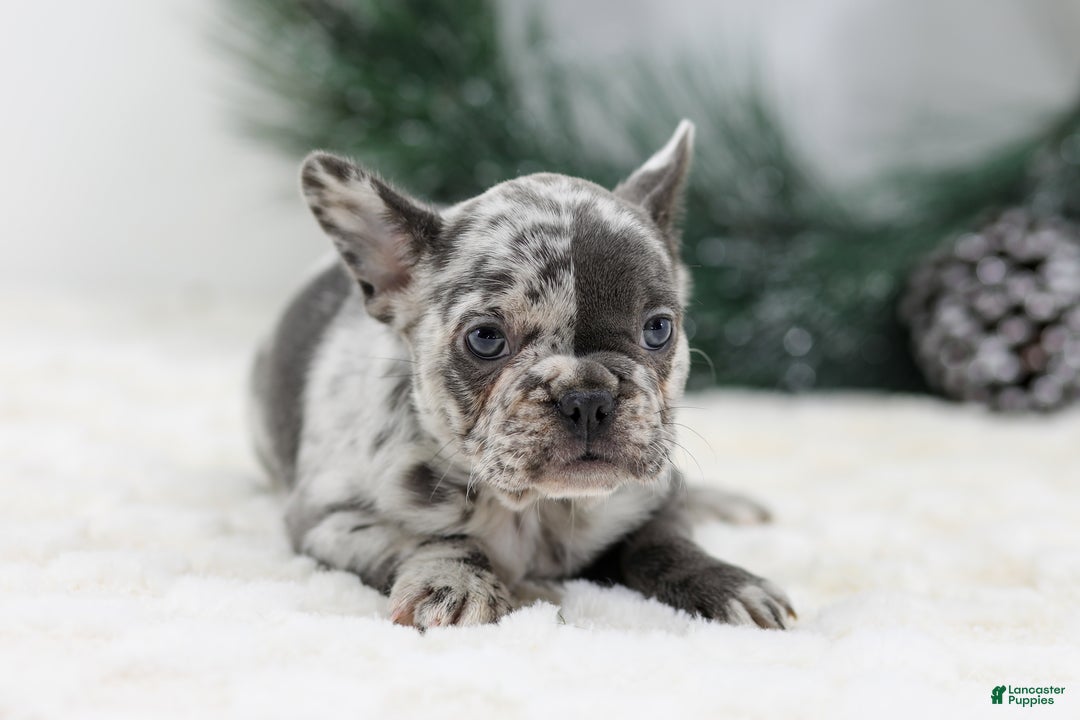 French Bulldog dogs for sale: Dena - Ad 4