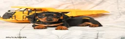 Miniature Dachshund dogs for sale: Leslie - Ad 4