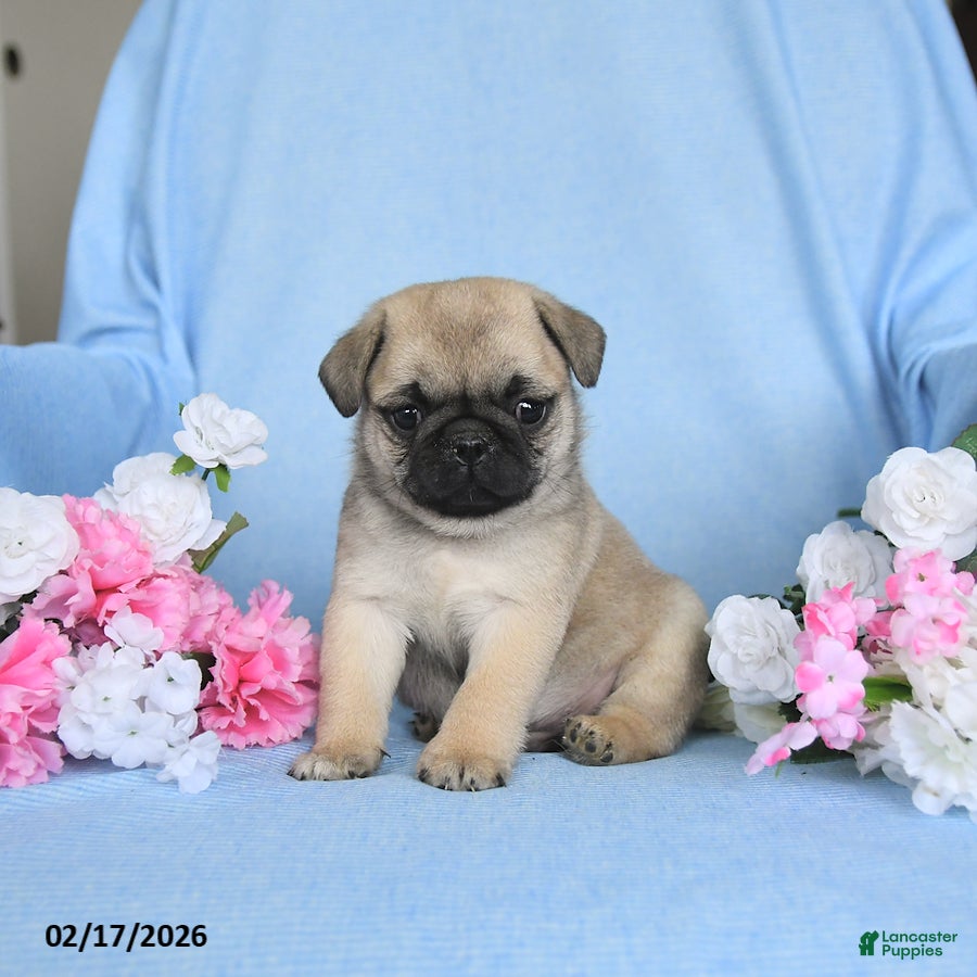 Pug dogs Buddy - Ad 1