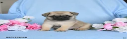 Pug dogs for sale: Buddy - Ad 1