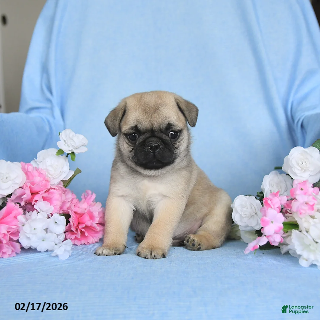 Pug dogs for sale: Buddy - Ad 1