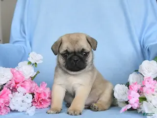 Pug dogs for sale: Buddy - Ad 1