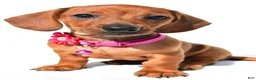 Miniature Dachshund dogs for sale: Jenny - Ad 9