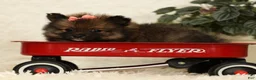 Pomeranian dogs for sale: Toffee - Ad 6