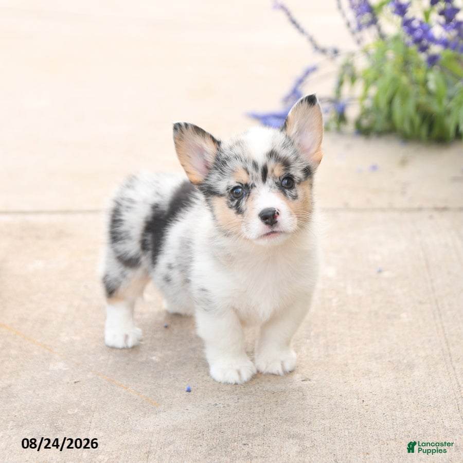 Welsh Corgi Pembroke dogs LibertyBelle - Ad 2