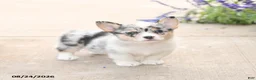 Welsh Corgi Pembroke dogs for sale: LibertyBelle - Ad 2