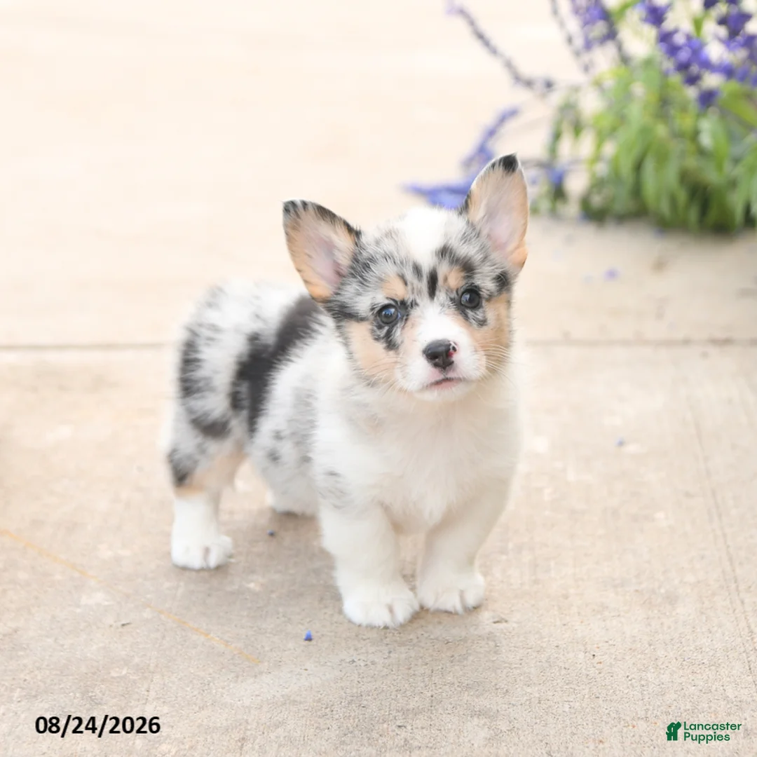 Welsh Corgi Pembroke dogs for sale: LibertyBelle - Ad 2