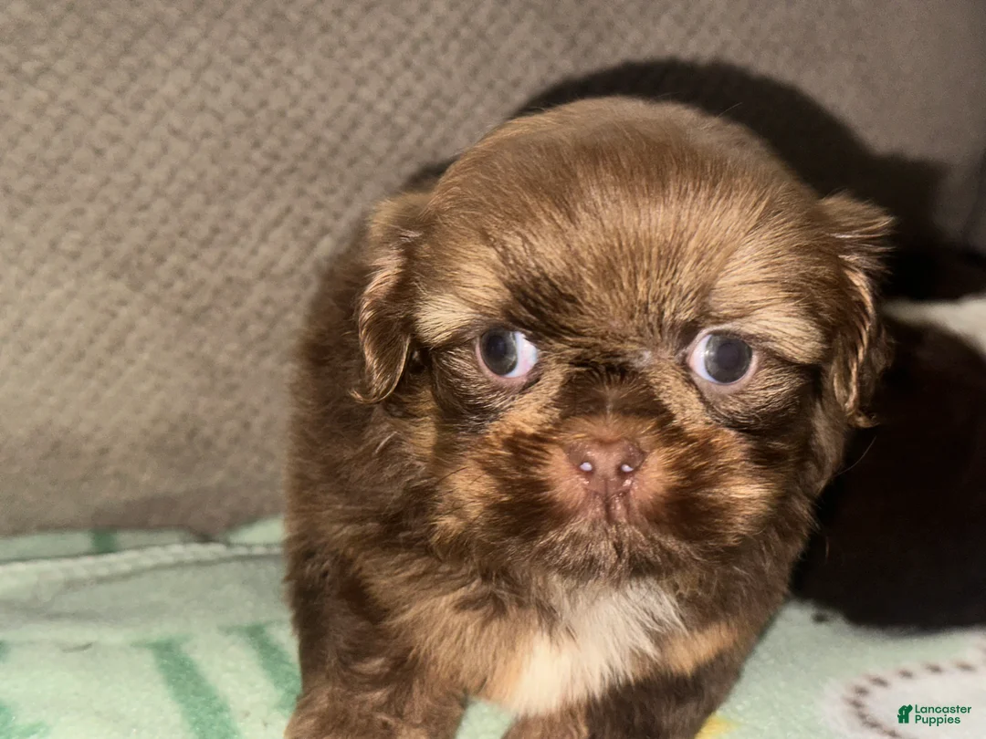 Shih Tzu dogs for sale: Gio - Ad 1