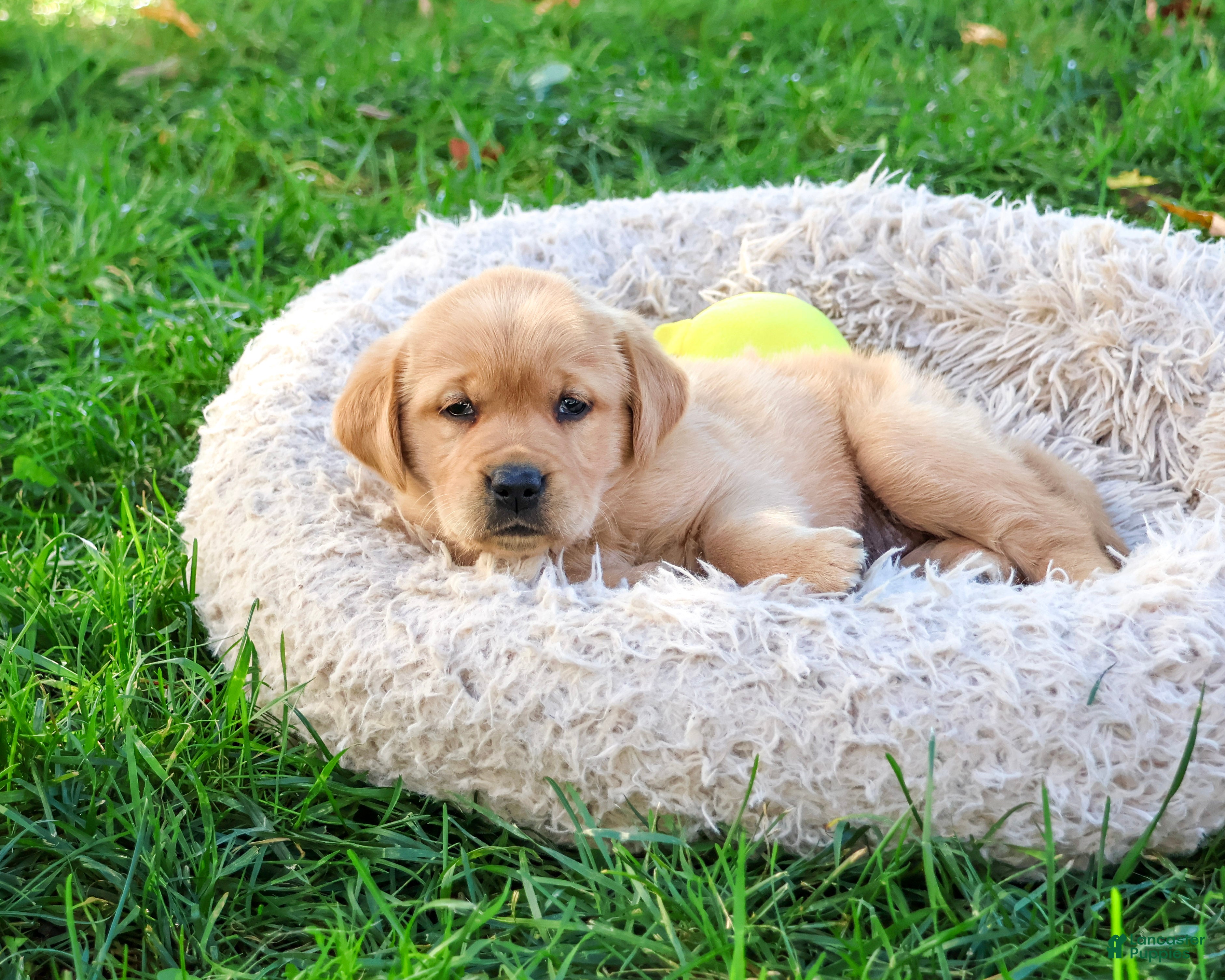 Goldador dogs for sale: Adira - Ad 2