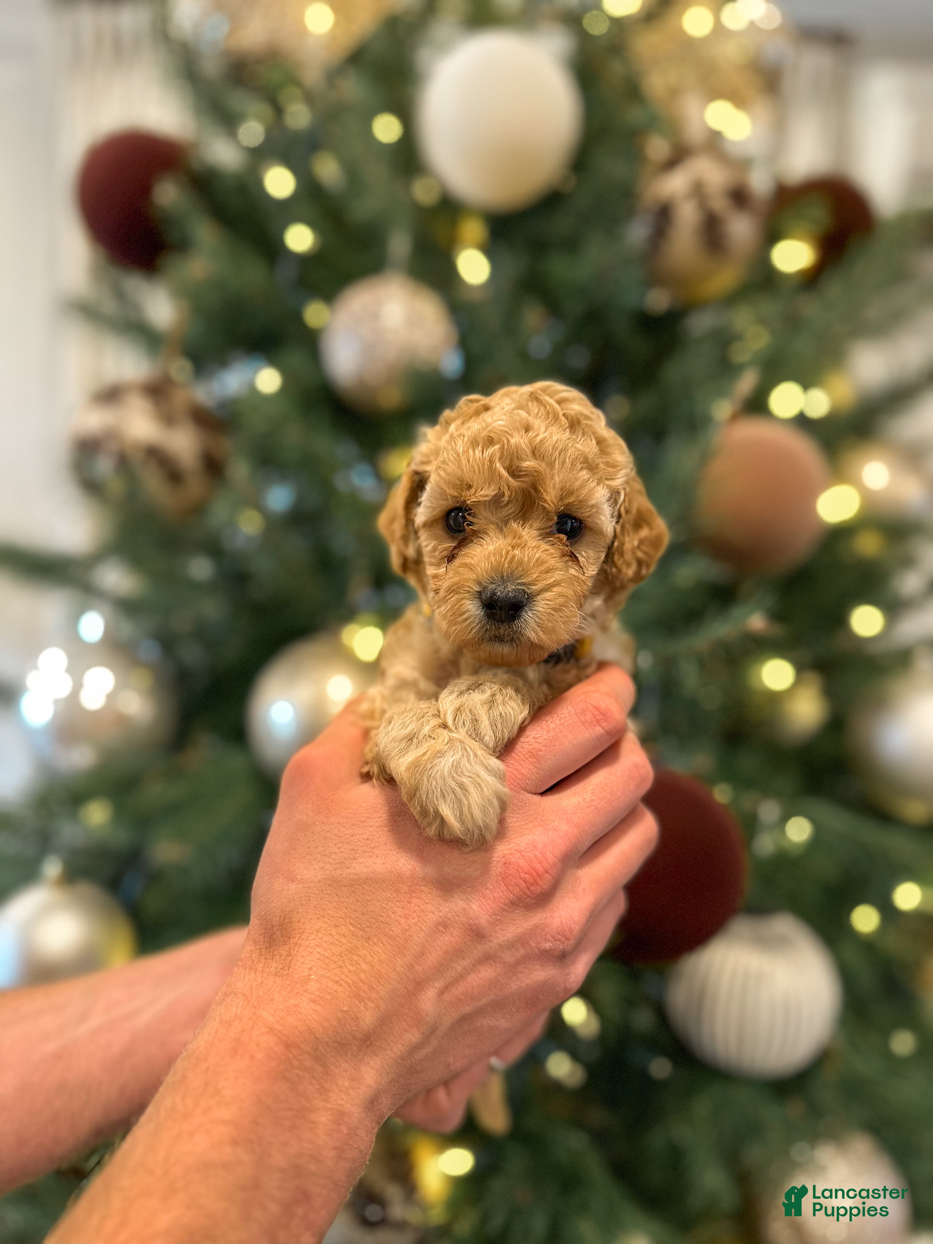 Mini Goldendoodle dogs Olive  - Ad 2