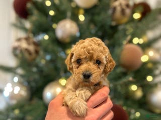 Mini Goldendoodle dogs Olive - Ad 26