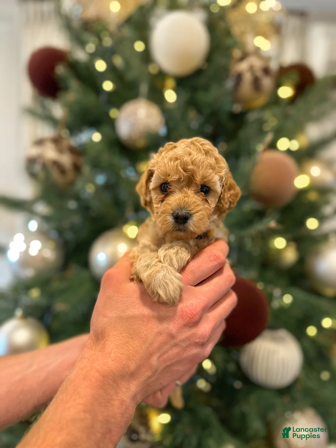Mini Goldendoodle dogs for sale: Olive  - Ad 5
