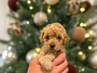 Mini Goldendoodle dogs Olive - Ad 32