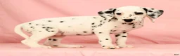 Dalmatian dogs for sale: Brittney - Ad 6