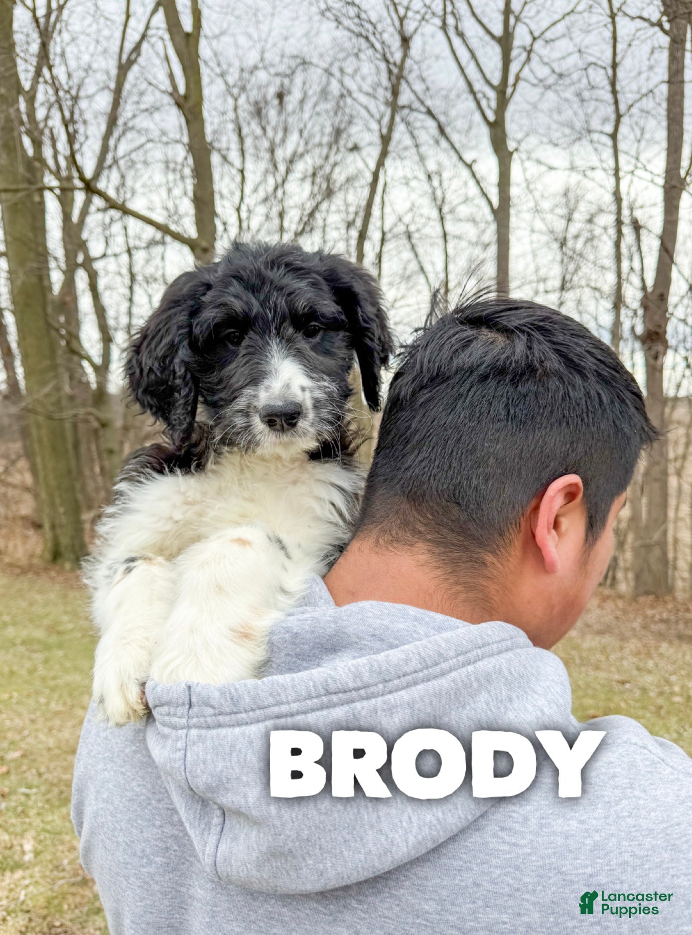 Saint Berdoodles dogs Brody - Ad 1