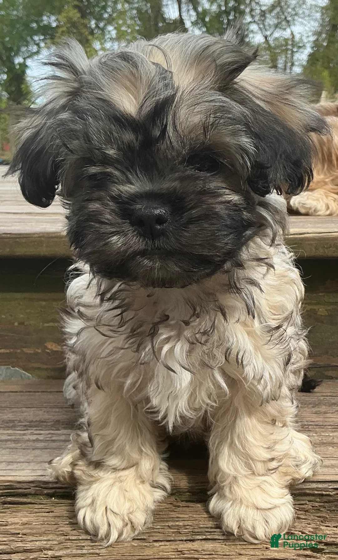 Mixed Breed dogs for sale: Nala - Ad 1