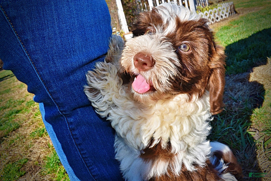 Havapoo dogs for sale: Rocky - Ad 13