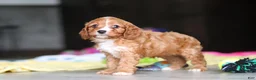 Cavapoo dogs for sale: Wynn - Ad 11