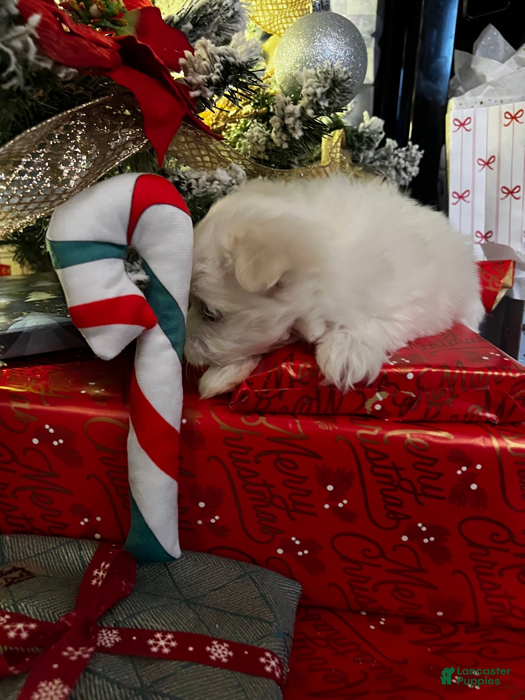 Maltese dogs for sale: Candycane - Ad 6