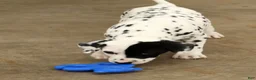 Dalmatian dogs for sale: Patches - Ad 8
