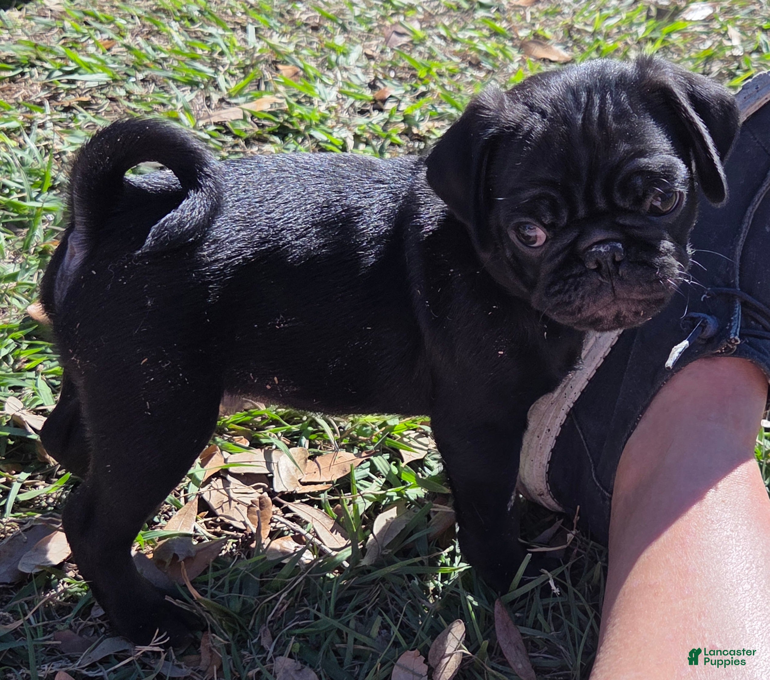 Pug dogs Frankie  - Ad 5