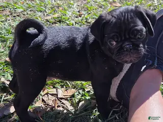 Pug dogs Frankie - Ad 5