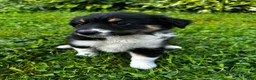 Australian Shepherd dogs for sale: Rosie - Ad 2