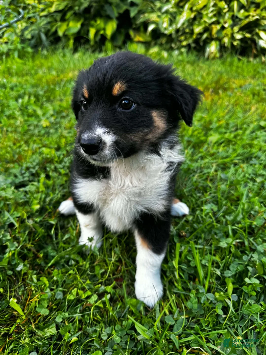 Australian Shepherd dogs for sale: Rosie - Ad 2