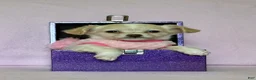 Chiweenie dogs for sale:  Sophia - Ad 4