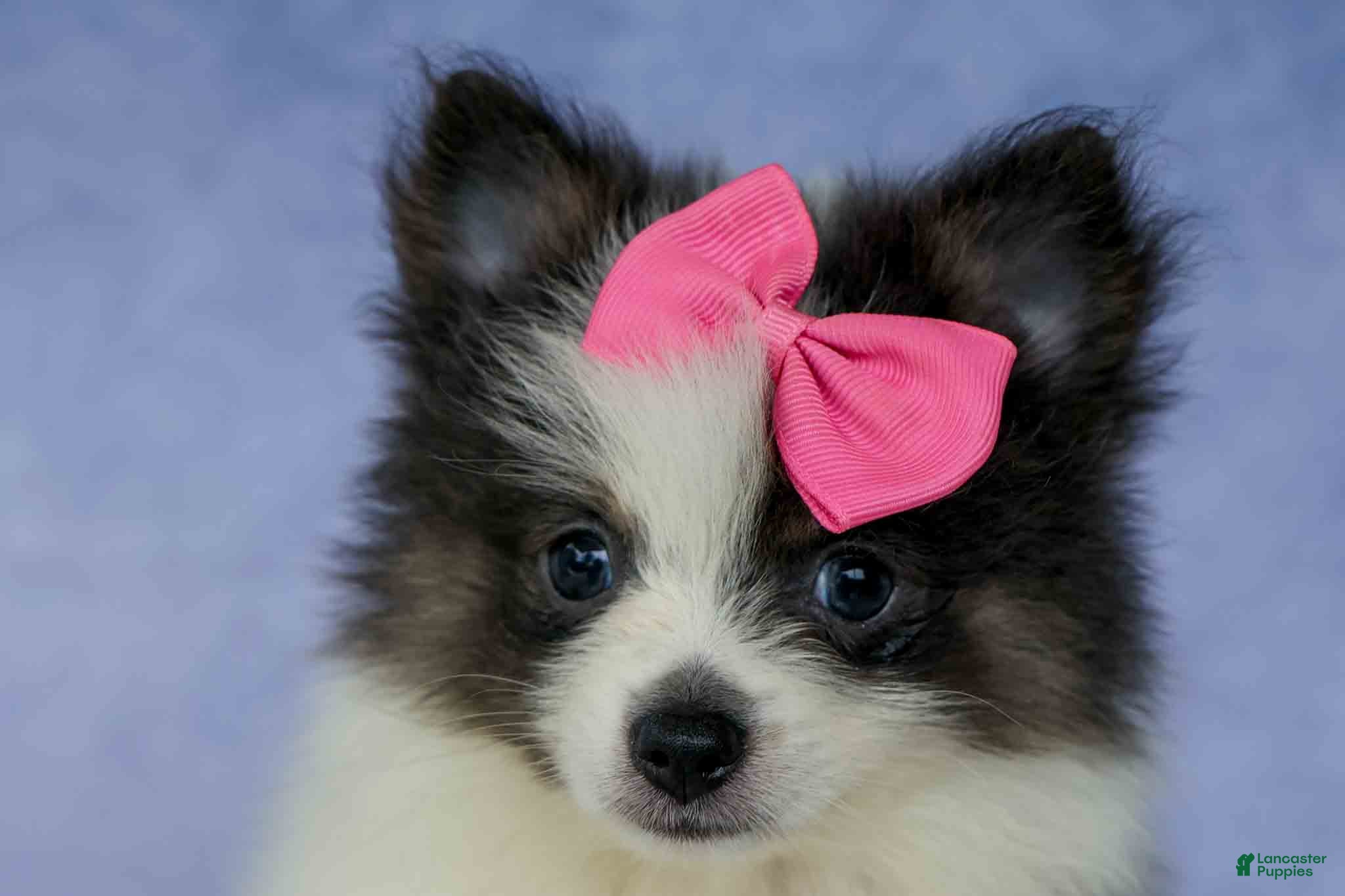 Pomeranian dogs Estella🎀 - Ad 2