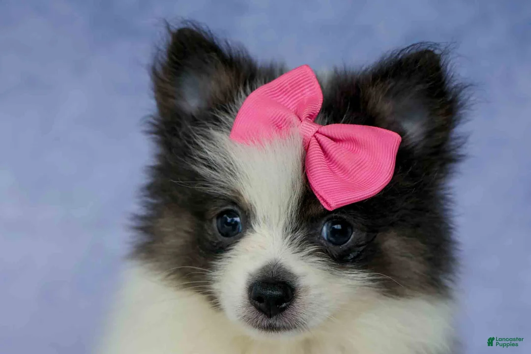 Pomeranian dogs for sale: Estella🎀 - Ad 2